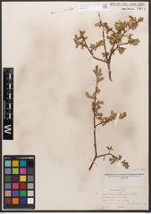 Salix californica Bebb